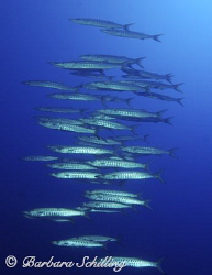 School of Barracudas flying by in formation by Barbara Schilling 